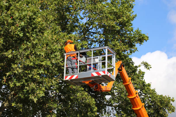 Trusted Pompton Lakes, NJ Tree Removal and Landscaping Services Experts